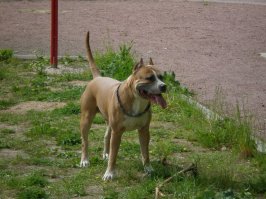 Это питбультерьер... Стаф на моих фотках...)))