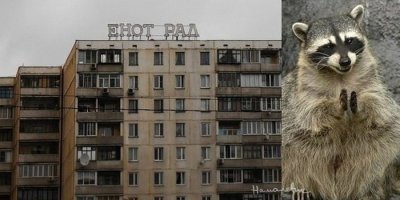 Еноты играют с мыльными пузырями