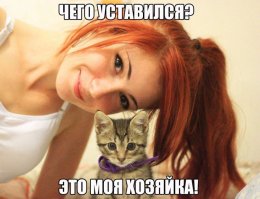 Коты и их звезды