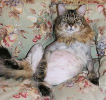 О чём речь то?