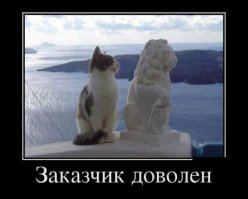 Коты, которые очень хотели попасть в кадр