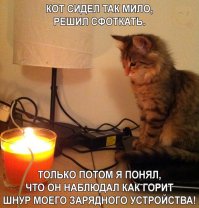 Коты, которые очень хотели попасть в кадр