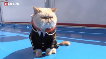 Василий не одинок-) Как вам этот кот?-)

Вот и ссылка, где про него рассказывается-)