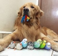 Трогательные примеры дружбы между такими разными животными