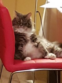 Коты, которые очень хотели попасть в кадр