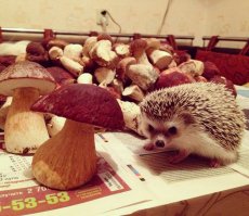 Мое детство кончилось тогда, когда я узнал, что ёжики не носят на иголках грибочки и яблочки...