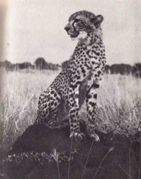 Джой Адамсон, кто её читал, поймёт. Гепарды не любят когда их рисуют. Но по своему желанию/настроению могут на фотоаппарат попозировать. Как то они понимают по взгляду, рисуешь ты, или просто разглядываешь.