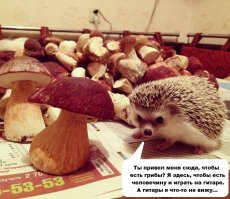 Немного прикольных картинок из сети