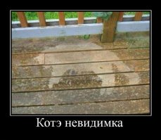Внезапные коты