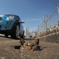 Внезапные коты