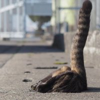 Внезапные коты