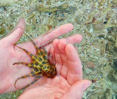 Синекольчатый осьминог, несмотря на небольшой размер, содержит такое количество яда, которого достаточно для убийства 26 взрослых людей в течение нескольких минут. /Википедия/
"синекольчатый осьминог купить" /Гугл/