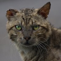 Коты - они доминируют..