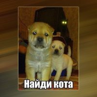 Внезапные коты