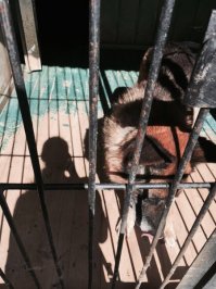 А почему в репортаже этом радостном не написали, как заканчивают свою жизнь и службу эти собаки? 
Могу поделиться. По достижении возраста 8 лет их списывают с "почетной" службы. А это значит - усыпляют. Некоторых проводники, кинологи забирают с собой.  Кого-то пытаются пристроить. Но большинство усыпляют. Их кормят помоями. Из бюджета выдеяются деньги на питание, но эти деньги разворовываются на месте. А потом они списывают здоровых собак под усыпление чтобы получить на это усыпление деньги. и на закупку новых щенков взамен якобы усыпленных.

Вот, пожалуйста. Один из более тридцати спасенных от этих наших полицейских блин.

На питомнике и сейчас