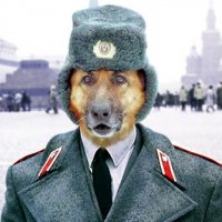 Первый рабочий день полицейских щенков в Перми