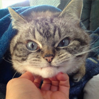 Кот Александра Пушного.