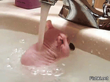 Фото смешных животных принимающих ванну, которые уже стали продумывать план мести