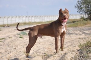 питбуль, вот мои