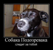 Эта собака постоянно шпионит за своим хозяином, где бы тот ни находился
