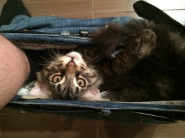 Коты, которых можно налить в любую емкость