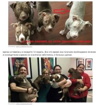 Брошенные щенки от стресса лишились шерсти, но их чудом спасли