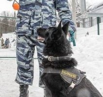 Это Спарк, ему три года и он уже служит в полиции. Не так давно служебный пес выследил и задержал серийного грабителя велосипедов
.........................
Отдельный респект Спарку!!!
Когда у меня украли "Салют" у "Спорттоваров", я понял, что последующие мои велики исчезнут, только с помощью моих рук!
запчасти