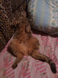 Реакция кота на оптическую иллюзию