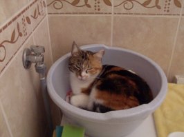 Коты, которых можно налить в любую емкость