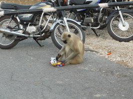 Летал туда летом в 2010 году в командировку.В Удайпур,штат Раджастхан.Нахрен.Надеюсь,ноги моей там больше не будет.Жара жуткая,помойки везде,сплошь попрошайки.