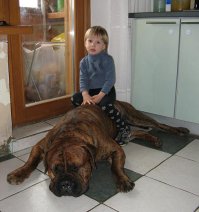 Хорошая собака)
Буль-мастиф.