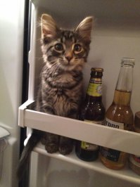 Коты, которых можно налить в любую емкость