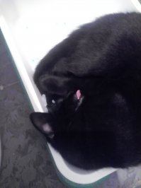 Коты, которых можно налить в любую емкость