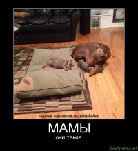 Мама всегда придет на помощь:  кошка помогла котенку достать любимую игрушку