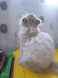 Шотландских вислоухих аж две, а вот хайленд фолда ни одного, как всегда пропустили, мой обижается