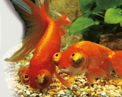 Счет за коммуналку пришел?