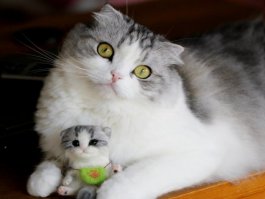 Кошачий бомонд: самые очаровательные мурлыки