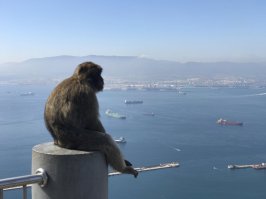 Две стороны одного пролива) Европейская обезьяна сама умиротворенность, а в это время в 15 километрах в Африке....