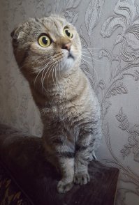 Мой Шотландский домосед)))