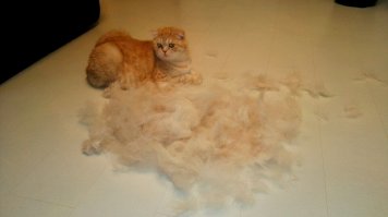 У меня такое ощущение, что наш Ватсон обрастает быстрее, чем я его вычесываю)))