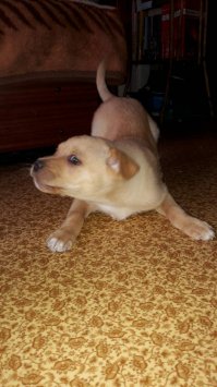 вот мой, когда подобрал