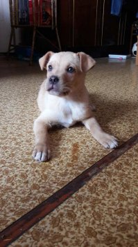 вот мой, когда подобрал