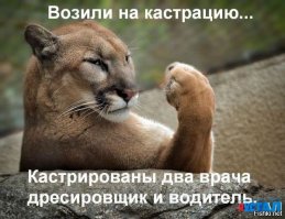 Кошка спасает друга из ветеринарной клиники