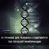 Вспомнилось...  1. Одна человеческая клетка содержит 75Мб генетической информации. 
2. Один сперматозоид содержит 37. 5Мб. 
3. В одном миллилитре содержится около 100 млн сперматозоидов. 
4. В среднем, эякуляция длится 5 секунд и составляет 2. 25 мл спермы. 
5. Таким образом, пропускная способность мужского члена будет равна 
(37. 5Мб х 100М х 2. 25)/5 = (37 500 000 байт/сперматозоид х 100 000 000 сперматозоид/мл х 2. 25 мл) / 5 секунд = 1 687 500 000 000 000 байт/секунду = 1, 6875Тб/с 
Получается, что женская яйцеклетка выдерживает эту DDоS-атаку на полтора терабайта в секунду, пропуская только один выбранный пакет данных и является самым офигенным в мире хардварным фаерволом... Но тот один пакет, который она пропускает, кладет систему на 9 месяцев...