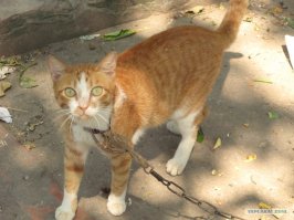 Кот по кличке Реджинальд, который любит красть чужое белье