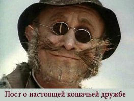 Кошка спасает друга из ветеринарной клиники