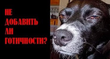 Эта собака постоянно шпионит за своим хозяином, где бы тот ни находился