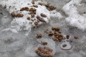 Собаки, вид после.