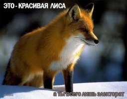  Подборка демотиваторов, которые поднимут вам настроение