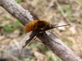 А вот я все же нашел кто это. Жужжало большой (Bombylius major)